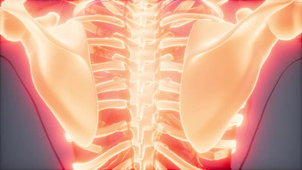 Transparent Human Body with Visible Bones alt