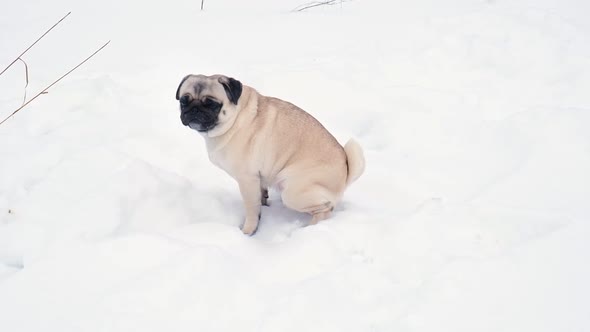 Funny Pug Dog Looking Surprised in Snowy Weather