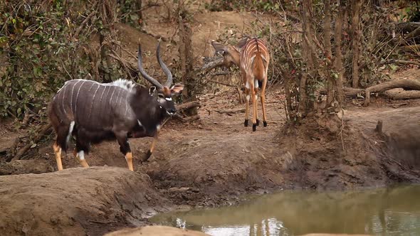 Nyala in Kruger National park, South Africa