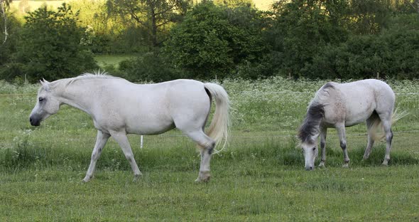 white horse is grazing in spring meadow