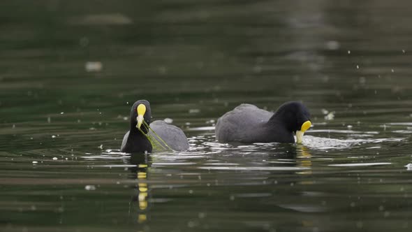 Couple cute Red-gartered Coots eating underwater plant of lake in nature,close up