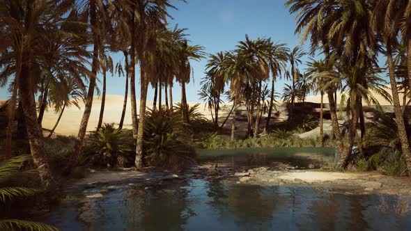 Palm Trees Flourish Around a Pool of Water at a Park in Palm Desert