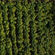 Aerial top view of sunflower field. Infinite field full of yellow sunflowers in sunny summer day.  - VideoHive Item for Sale