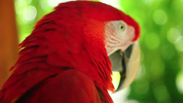 Colorful Portrait of Amazon Red Macaw Parrot Against Jungle