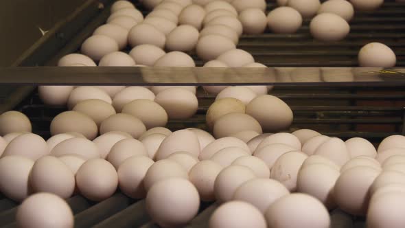 White Eggs on conveyor belt in farmer factory