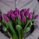 male in grey shirt give bouquet of flowers purple tulips - VideoHive Item for Sale