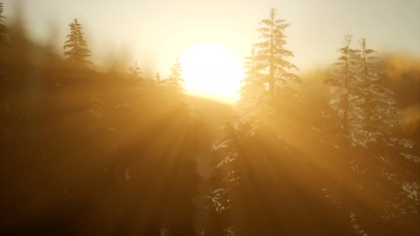 Pine Forest on Sunrise with Warm Sunbeams alt
