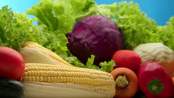 Fresh Vegetables Just Picked From Garden Bed with Water Drops on the Blue Background Agriculture