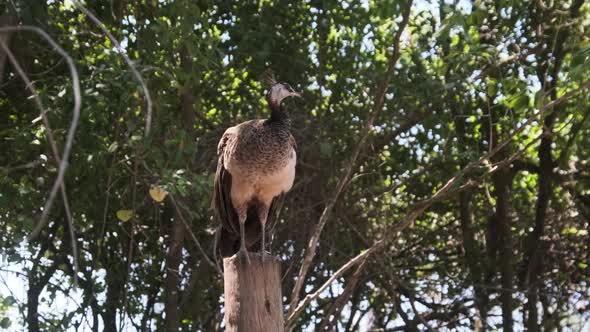 Gray Peacock Sitting on a Fence in the Jungles of Africa Zanzibar Tanzania