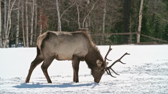 Stag in Winter Forest