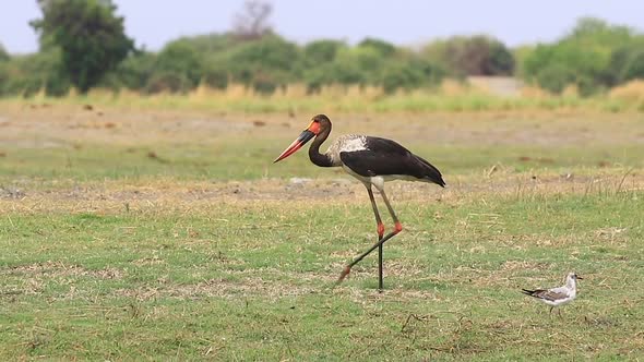 A massive African Saddle-billed Stork walks past Yellow-billed Storks