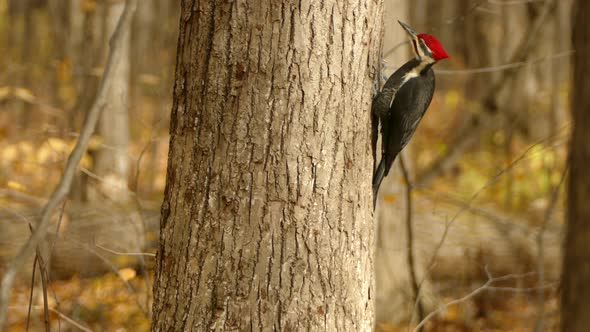 Woodpecker using tongue to search for prey with vibration in tree wood bark