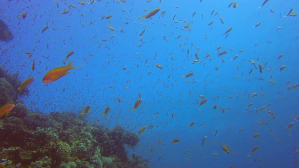 Beautiful Underwater Colorful Life