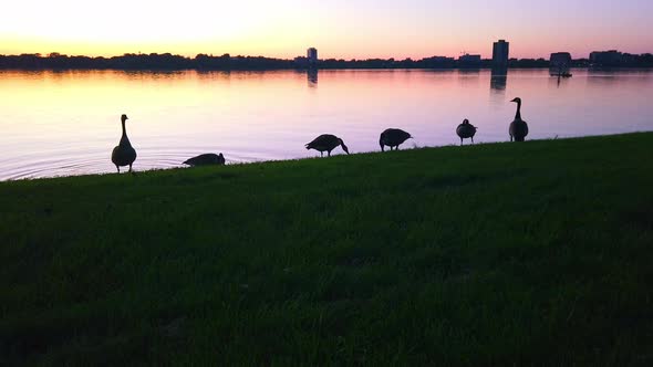 family of ducks at the lake during blue hour/ golden hour (sunset/sunrise)