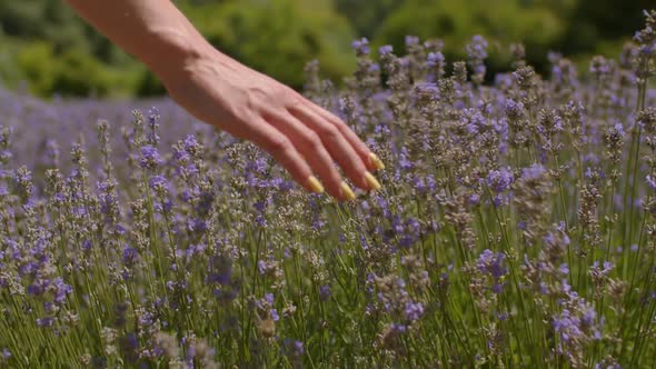 Hand Touching Purple Flowers in Lavender Field