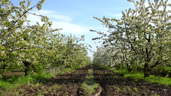 Flowering Cherry Trees in Spring Garden