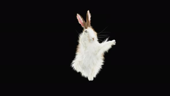 Rabbit Dancing 4K