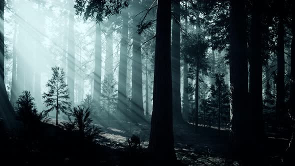 Black Tree Trunk in a Dark Pine Tree Forest