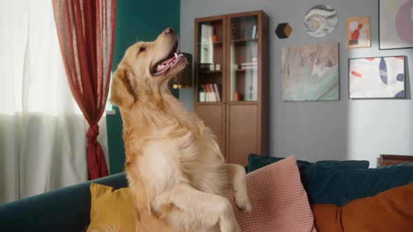 Positive Man Playing with His Golden Retriever Dog Standing on Hind Legs Happy Student Training His