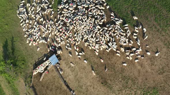 Flying Over a Sheepfold. Aerial Pasture Drone View