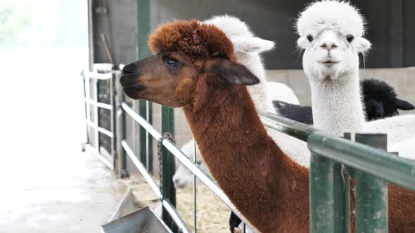 Close up of curious brown and white alpacas in captivity. Gimbal