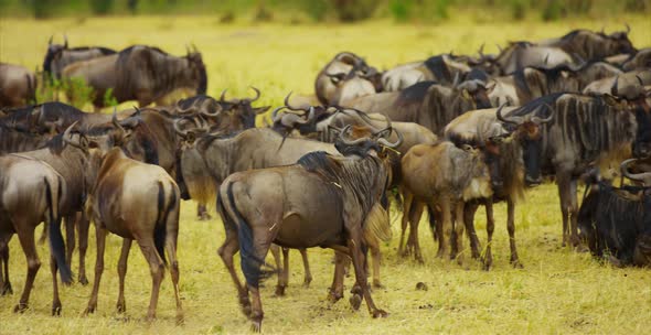 Gnus running in the herd