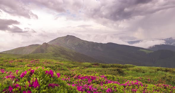 Wild Summer Flowers and Mount Pop Ivan, Ukraine