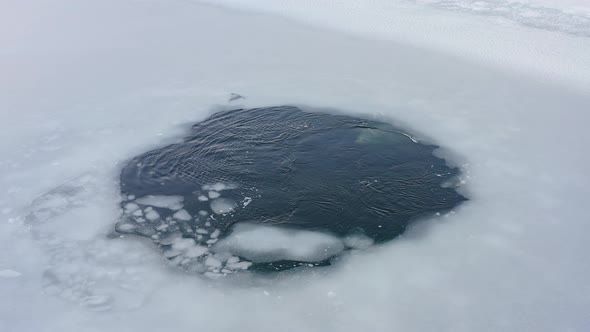 Far Eastern Seal Float to the Surface of the Sea Among the Ice Floes