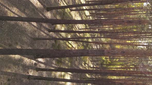 Vertical Video Autumn Forest with Trees in Ukraine Slow Motion