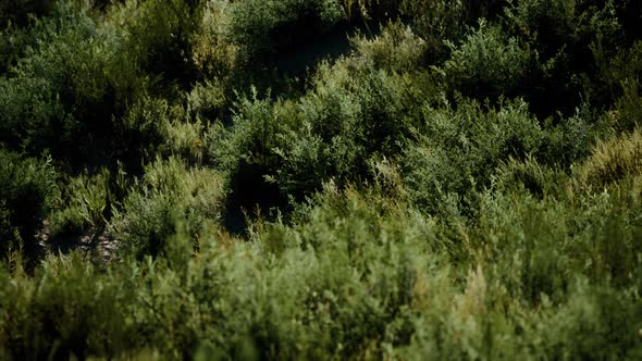 Beach Dunes with Long Grass alt