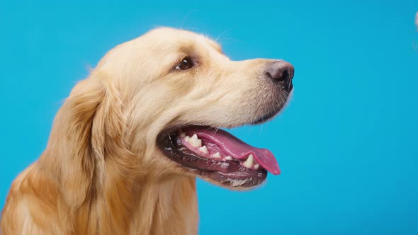 Giving Bone to Golden Retriever on Blue Background Gold Labrador Dog Holding Treat in Mouth and