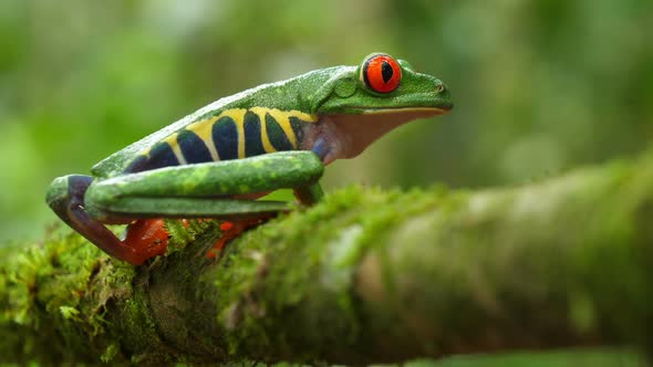 Red-eyed Tree Frog in its Natural Habitat in the Caribbean Rainforest