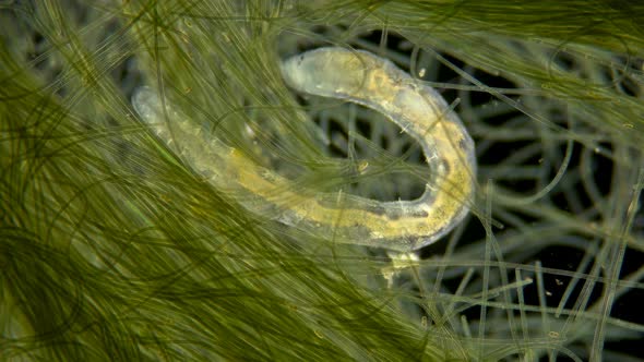 Worm Nais Sp. Under a Microscope, the Tubificidae Family, a Subclass of Oligochaeta