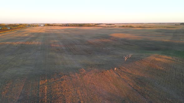 Aerial view of pronghorn antelope herd being chased from above during sunset in Alberta, Canada. Pan