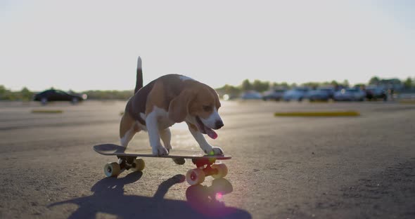 Beagle Dog Rides a Skateboard Outdoors