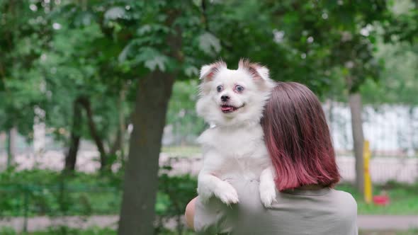 A Charming White Fluffy Dog with Pigeon Eyes Sits in a Woman's Arms While Walking on a Summer Day