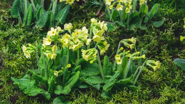 Fresh Spring Primula Veris Herbs Flowers Bloom Fast in Green Moss Meadow Growing