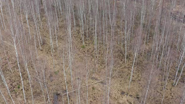 Flight Above Birch Trees