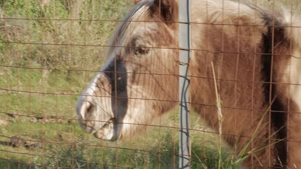 head shot of a pony horse behind the metal fence