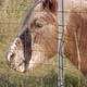 head shot of a pony horse behind the metal fence - VideoHive Item for Sale