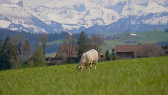 Wide shot of farm sheep grazing on hill grass field and snow-covered swiss alp mountains in backgrou