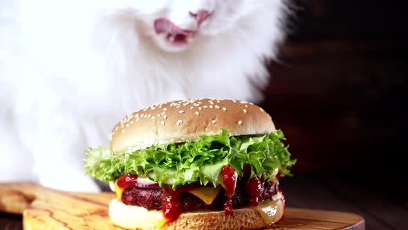 White Cat Licks on Big Tasty Burger Background