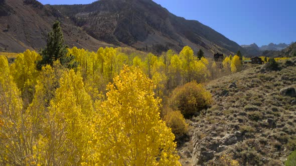 Aerial View Over the Beautiful Autumn Trees of Bright Gold Color on the Background of Mountain Ridge