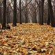 Autumn Forest Ambience