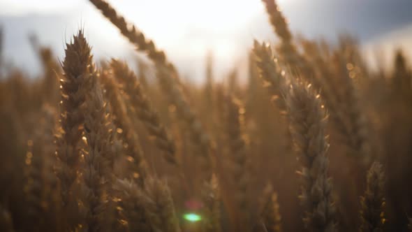 Ears of Golden Wheat Close Up at Sunlight. Concept Harvest.