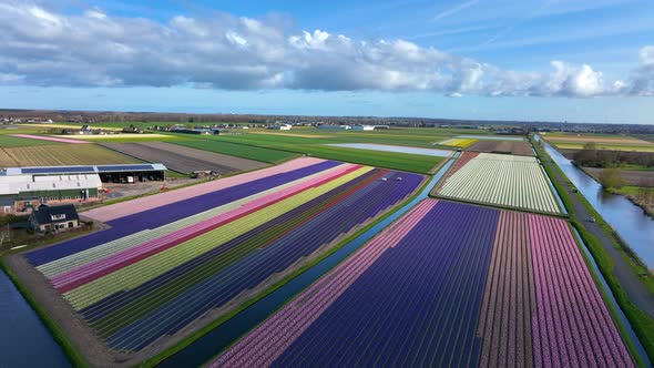 Picturesque aerial of colorful tulip fields in Bollenstreek, the Netherlands