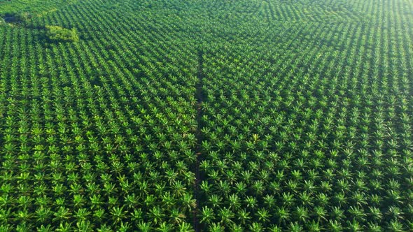 4K : Aerial view over the large palm oil plantation