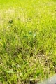 New young green leaves in spring - PhotoDune Item for Sale