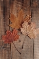 Autumn leaves - PhotoDune Item for Sale
