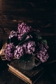 Lilac bush - PhotoDune Item for Sale